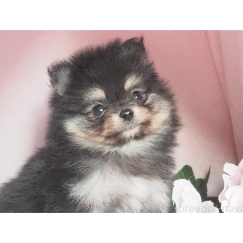 販売中の岡山県のポメラニアン-435527の3枚目