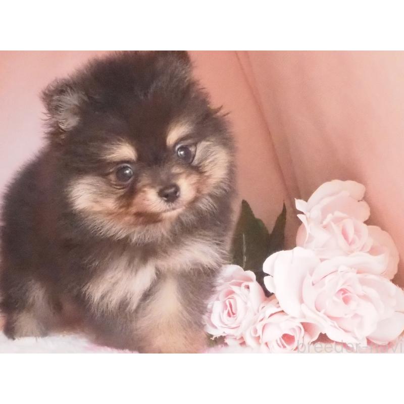 販売中の岡山県のポメラニアン-435527の2枚目