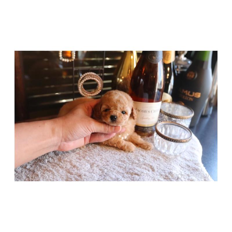 販売中の埼玉県のタイニープードル-435526の5枚目