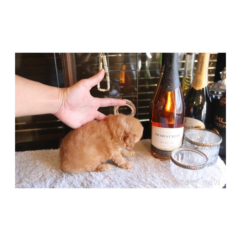 販売中の埼玉県のタイニープードル-435526の3枚目