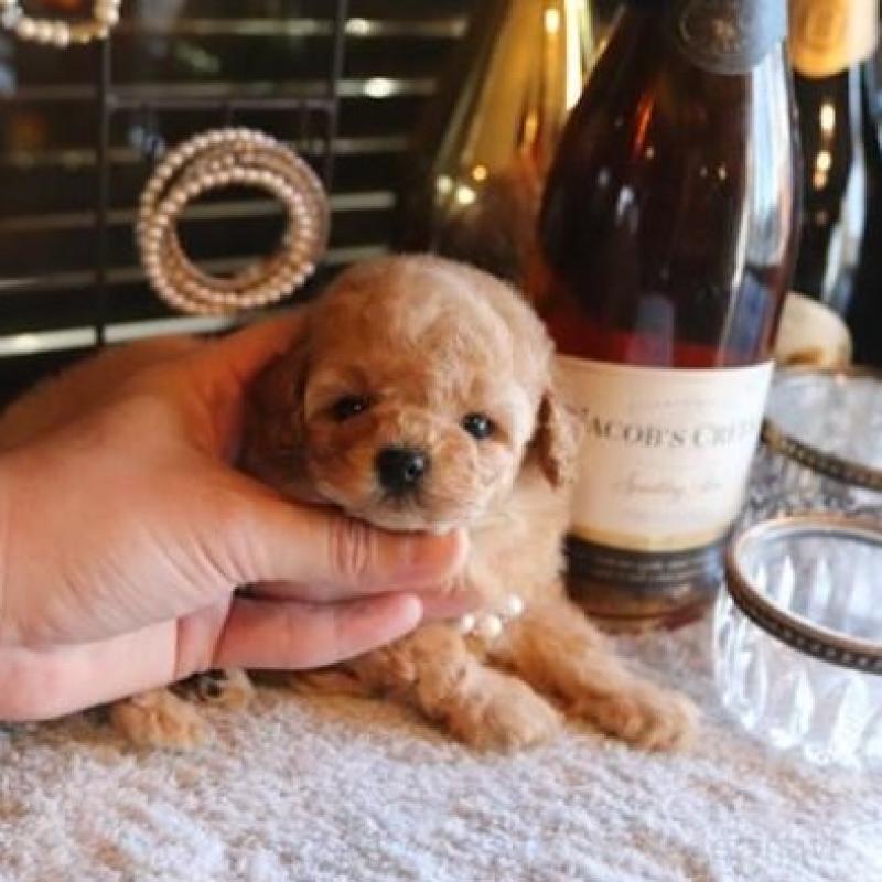 販売中の埼玉県のタイニープードル-435526の1枚目