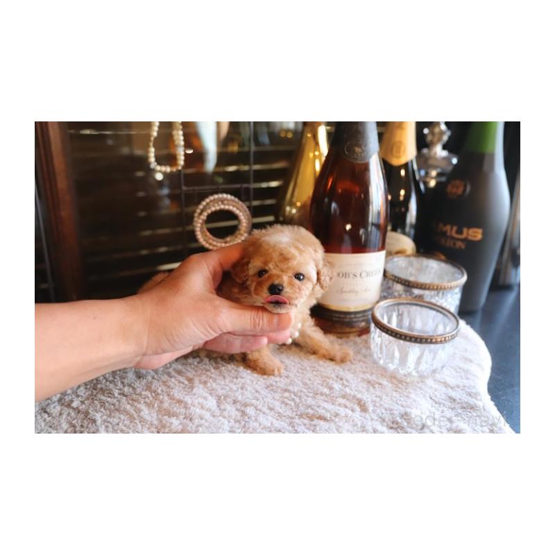 販売中の埼玉県のタイニープードル-435528の4枚目