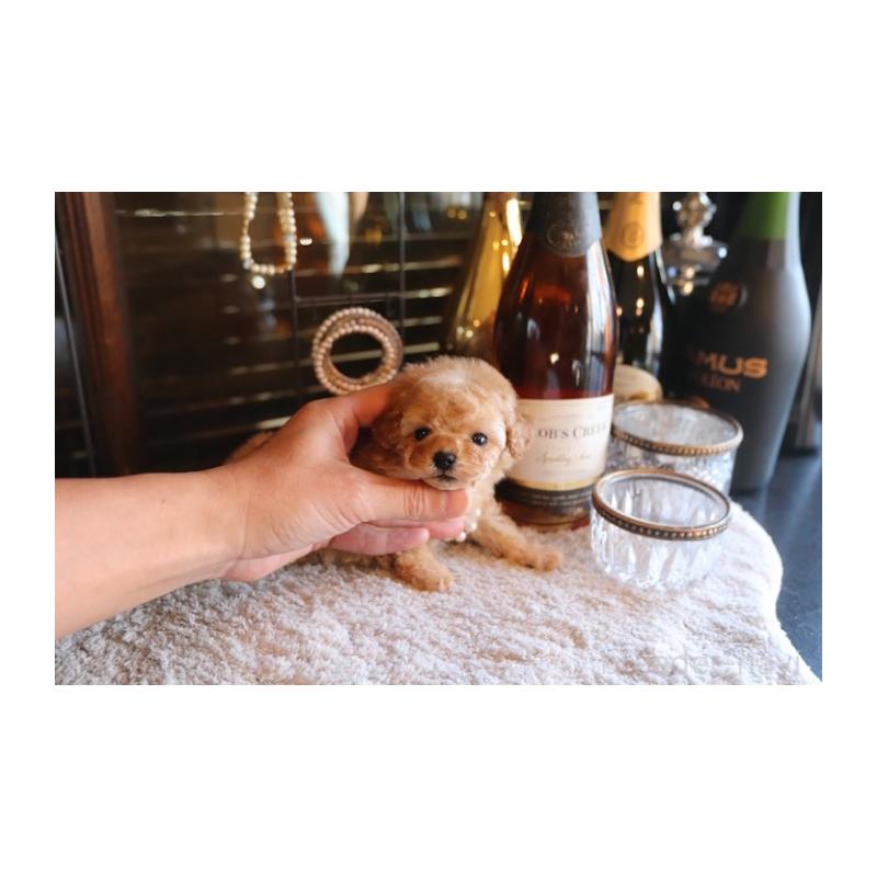 販売中の埼玉県のタイニープードル-435528の5枚目