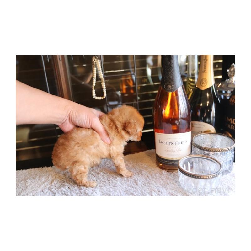 販売中の埼玉県のタイニープードル-435528の3枚目