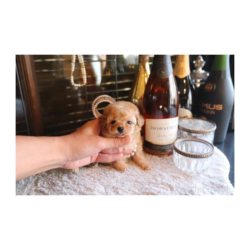 販売中の埼玉県のタイニープードル-435528の2枚目