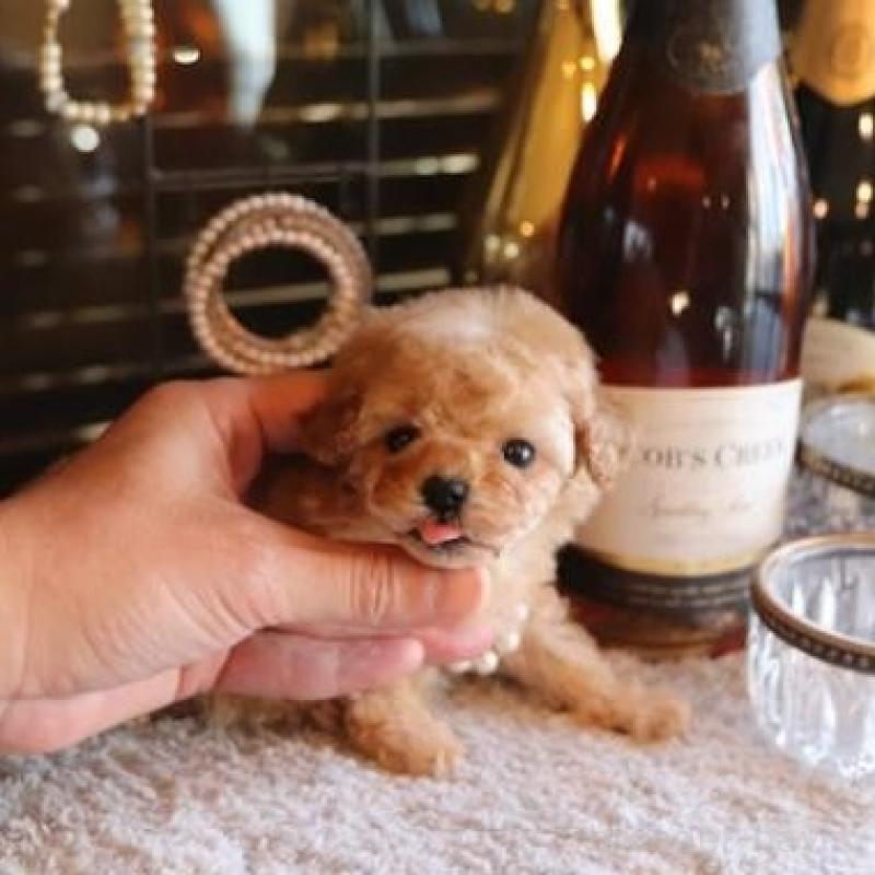 販売中の埼玉県のタイニープードル-435528