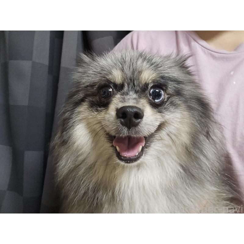 シアナちゃん1枚目