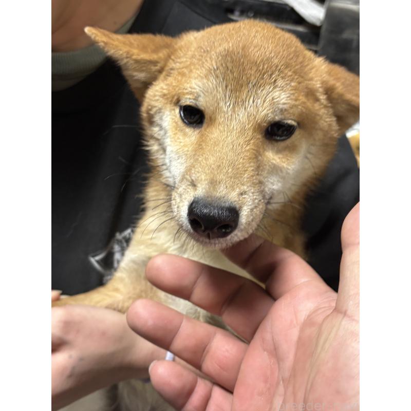 販売中の香川県の豆柴-400337