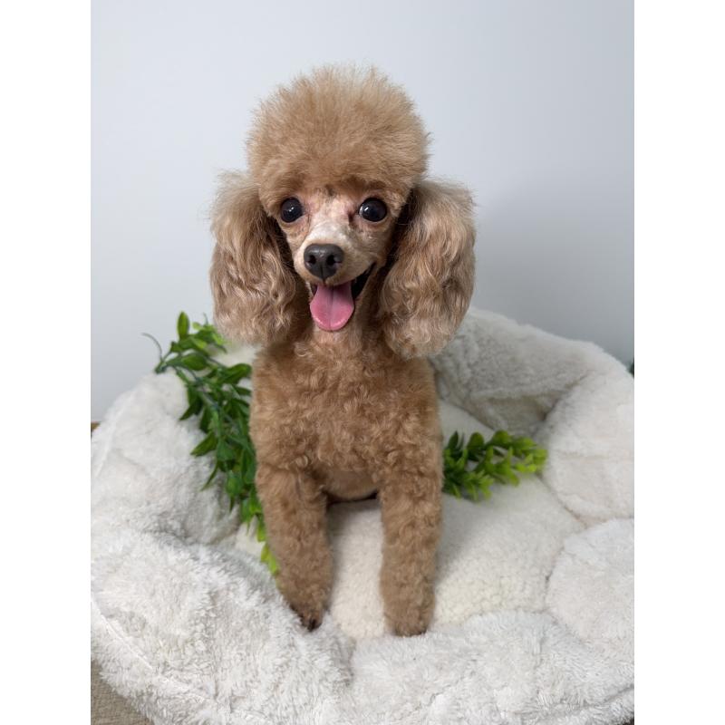 モモエちゃん1枚目