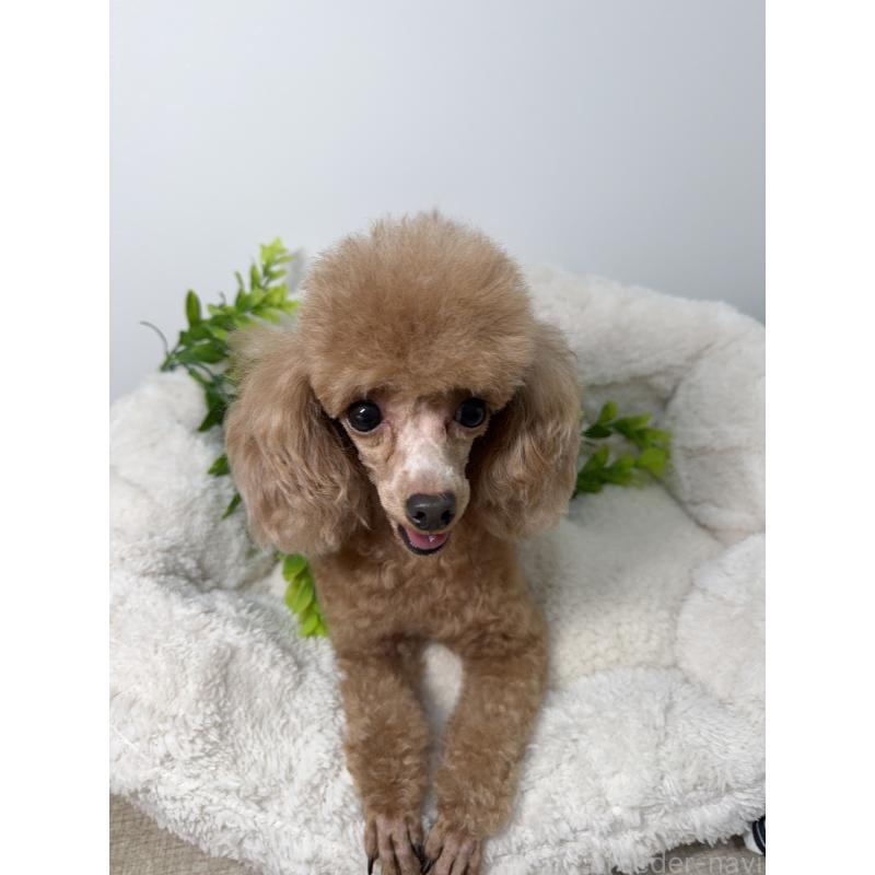 モモエちゃん1枚目