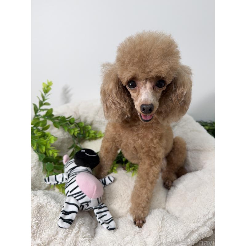 モモエちゃん1枚目