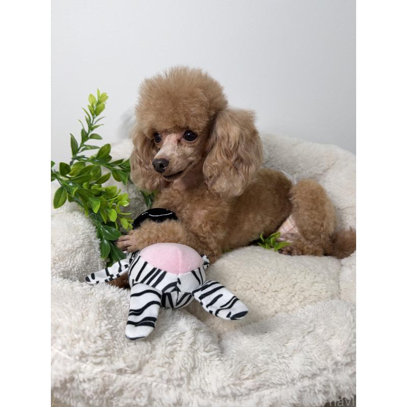 モモエちゃん1枚目