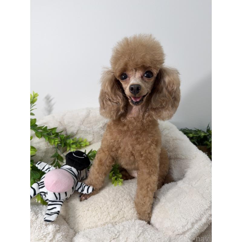 モモエちゃん1枚目