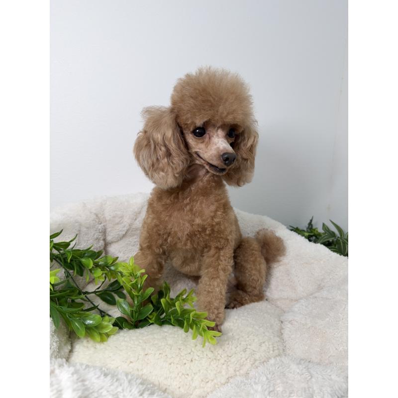 モモエちゃん1枚目