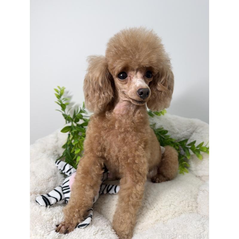 モモエちゃん1枚目