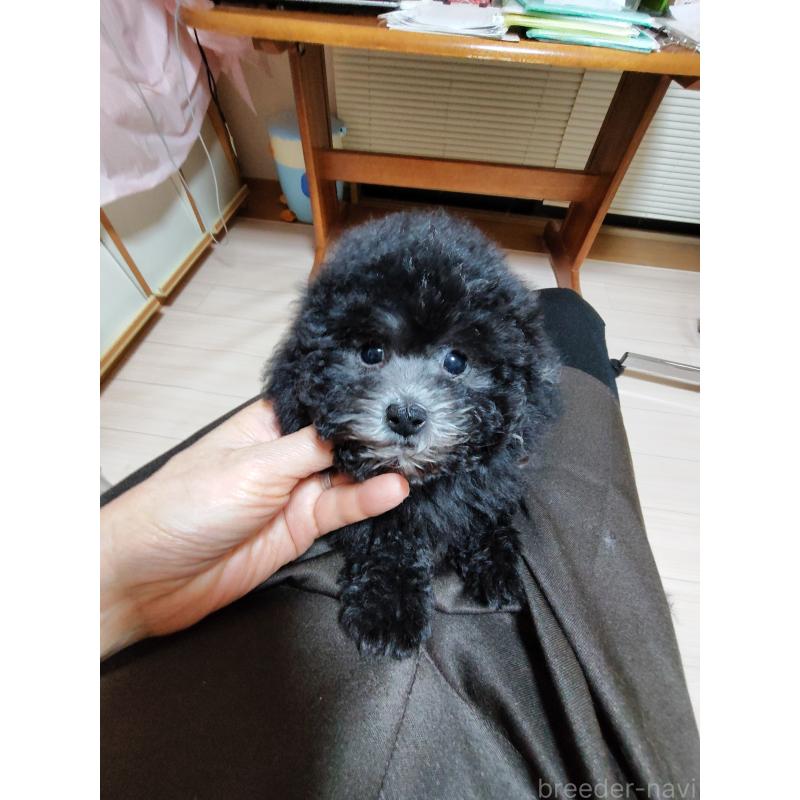 成約済の栃木県のトイプードル-432669の2枚目