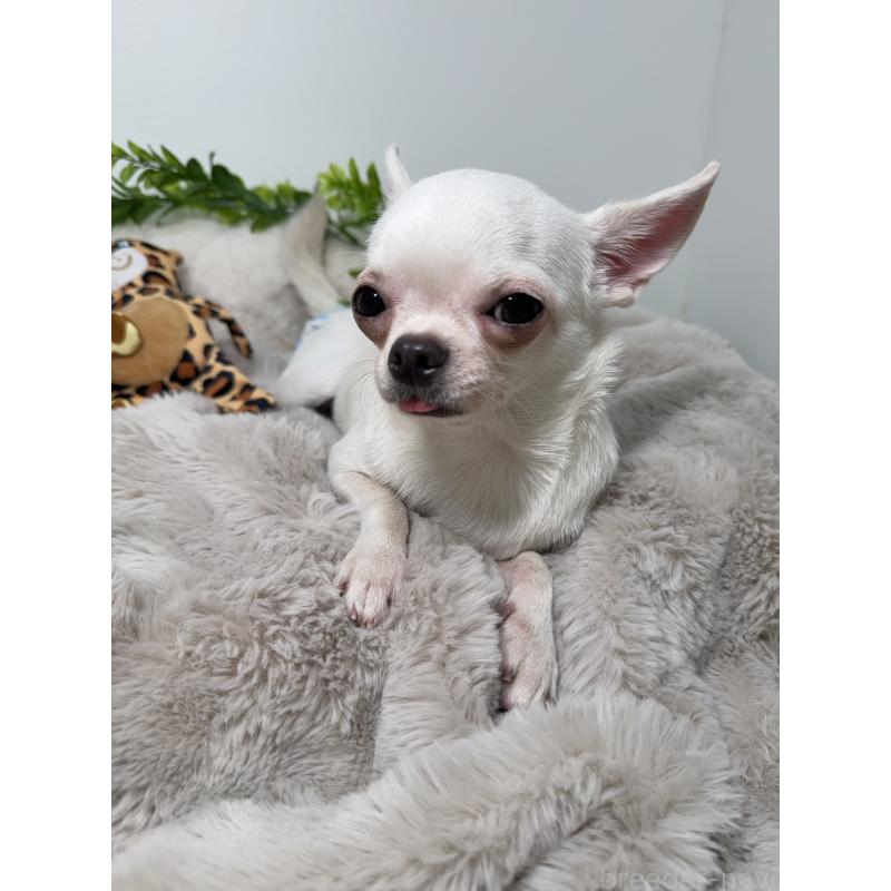 バニラちゃん1枚目