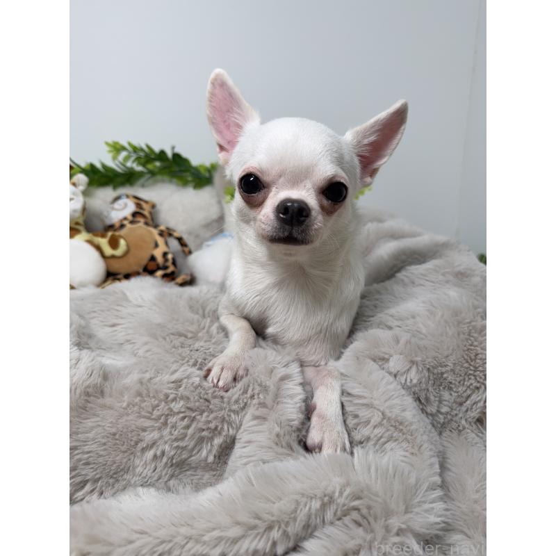 バニラちゃん1枚目