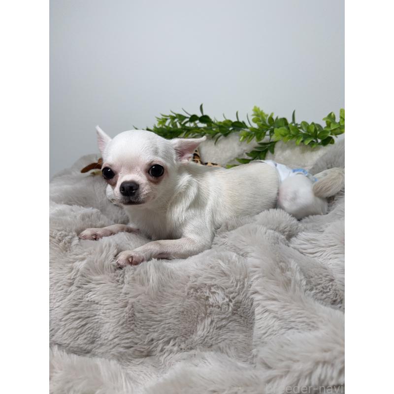 バニラちゃん1枚目