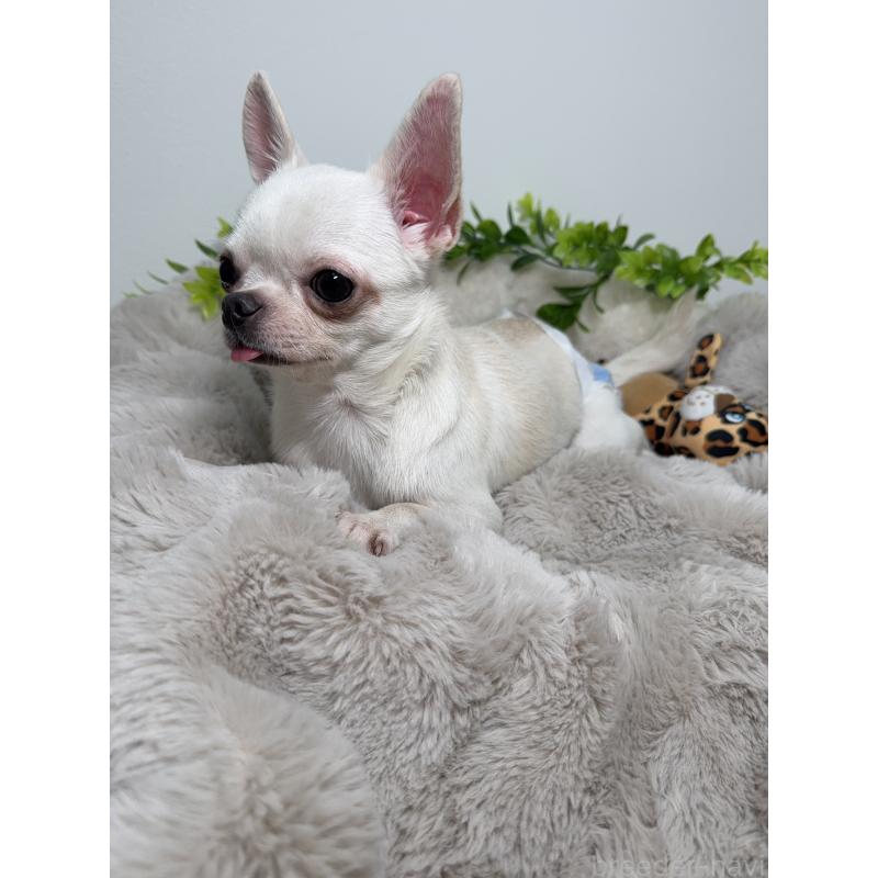 バニラちゃん1枚目