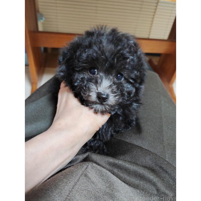 成約済の栃木県のトイプードル-432670の2枚目