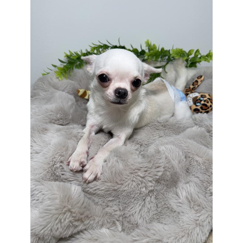 バニラちゃん1枚目