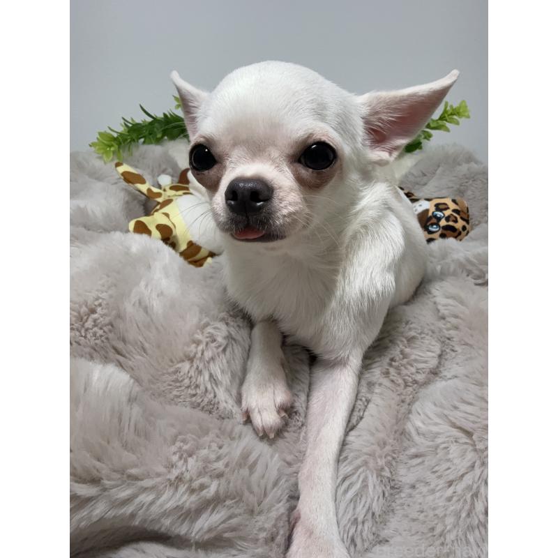 バニラちゃん1枚目