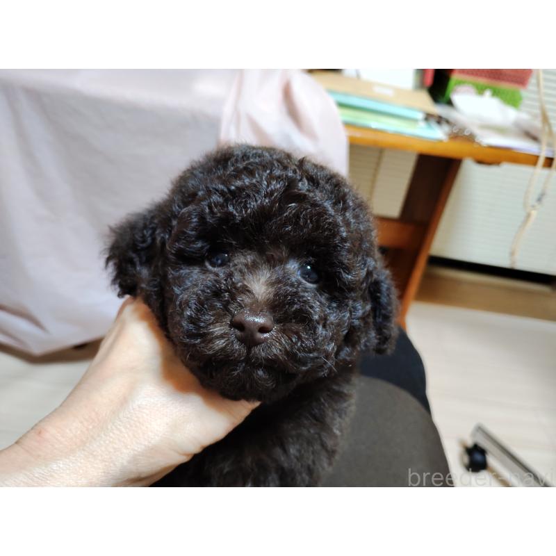 成約済の栃木県のトイプードル-432675の2枚目