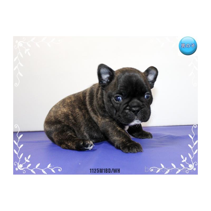 成約済の神奈川県のフレンチブルドッグ-434382の6枚目