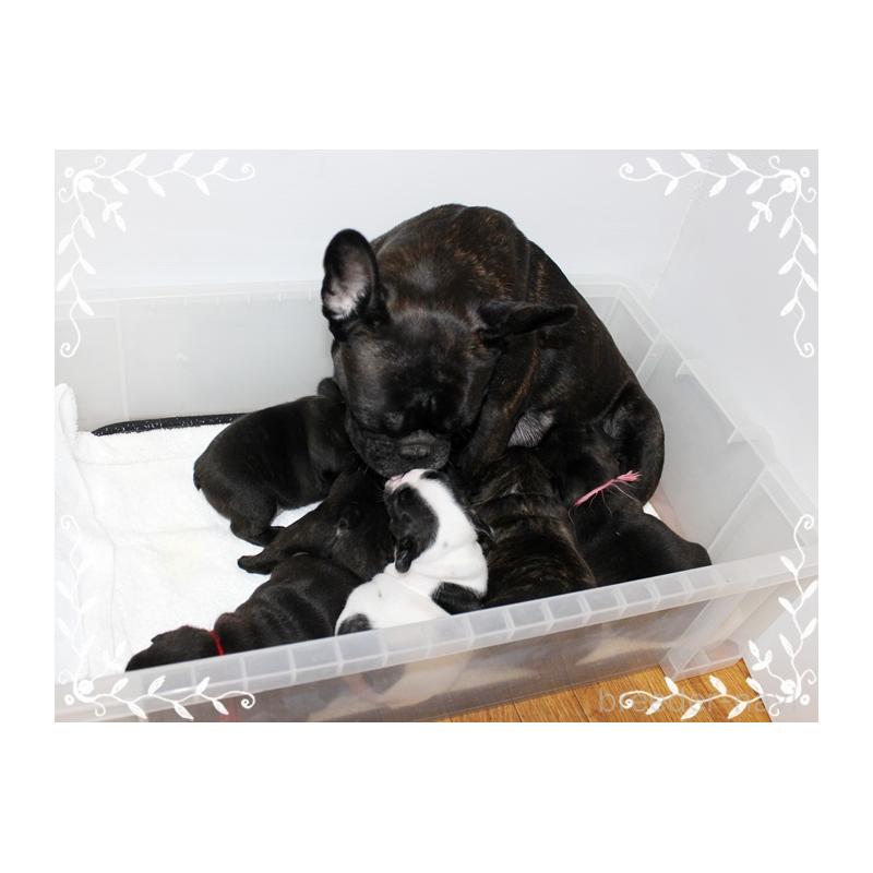 成約済の神奈川県のフレンチブルドッグ-434382の5枚目