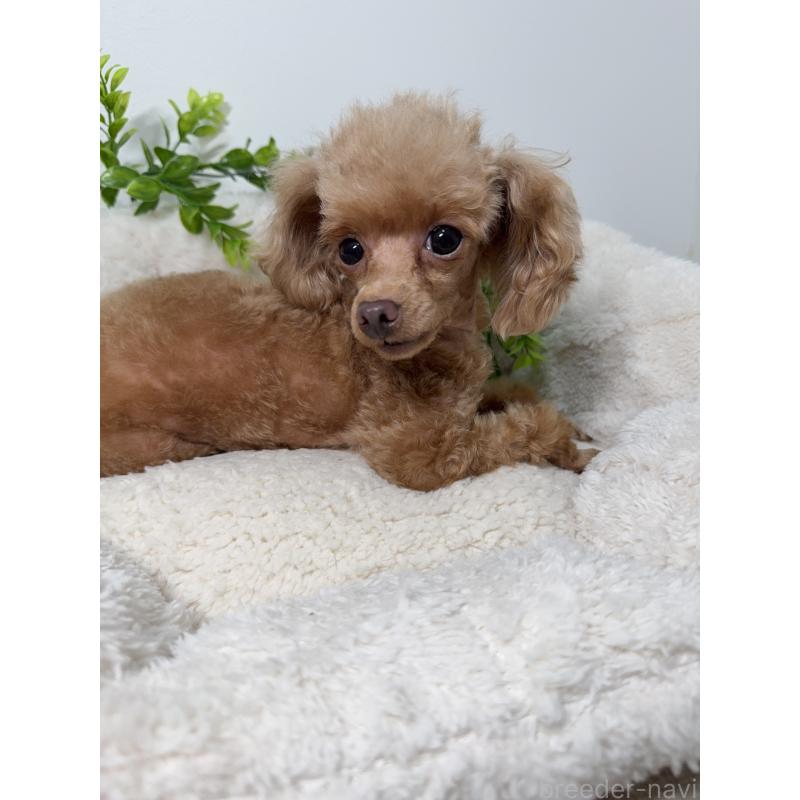 ノンノちゃん1枚目