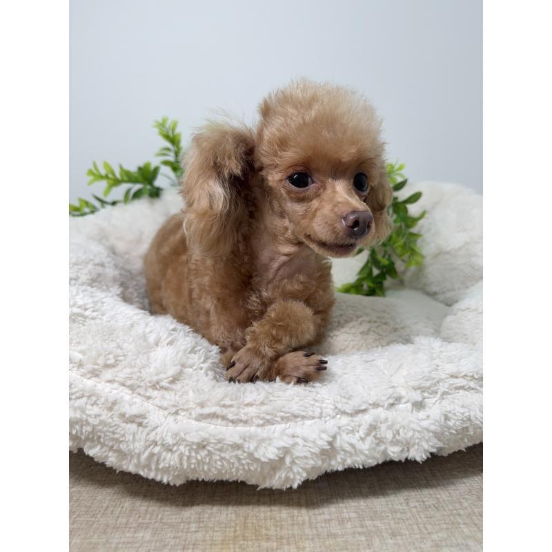 ノンノちゃん1枚目