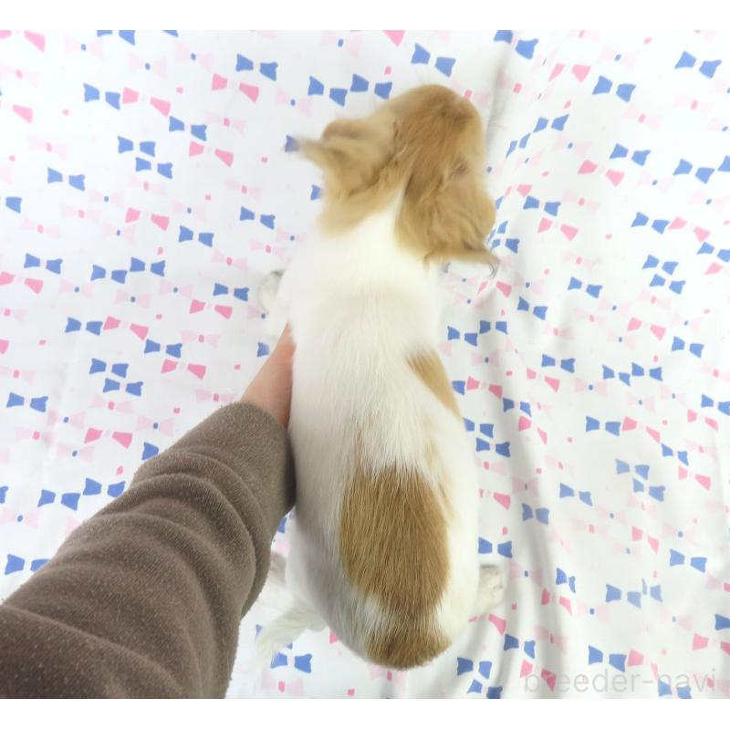 商談中の千葉県のチワワ(ロングコート)-418420の5枚目