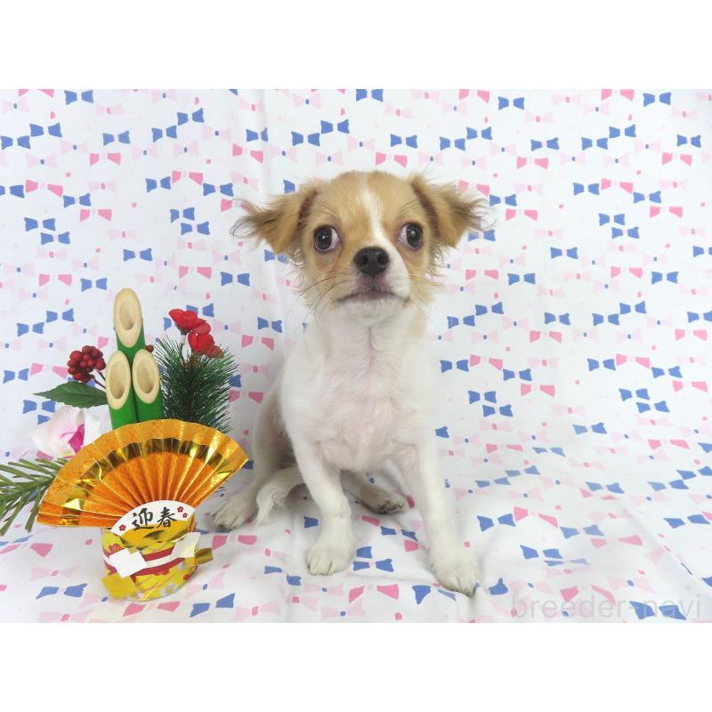 商談中の千葉県のチワワ(ロングコート)-418420の4枚目