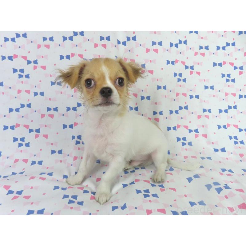 商談中の千葉県のチワワ(ロングコート)-418420の3枚目