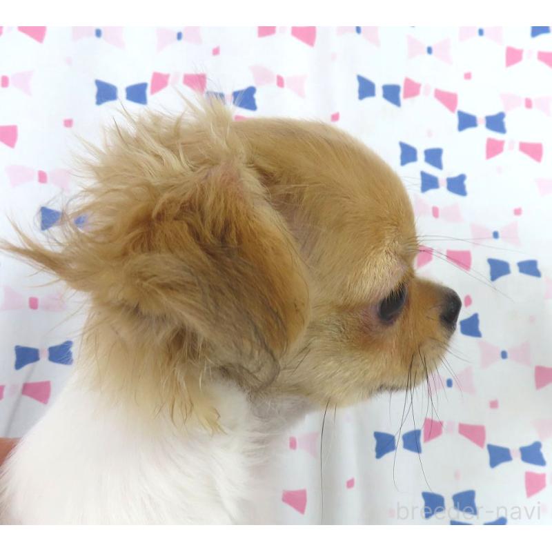 商談中の千葉県のチワワ(ロングコート)-418420の2枚目