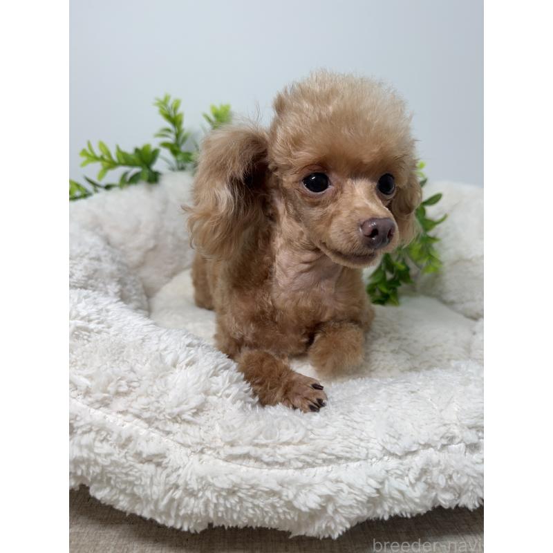 ノンノちゃん1枚目