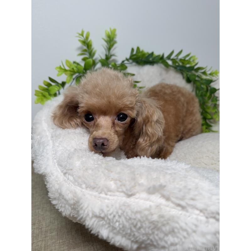 ノンノちゃん1枚目