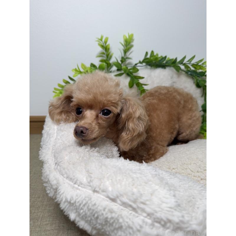 ノンノちゃん1枚目