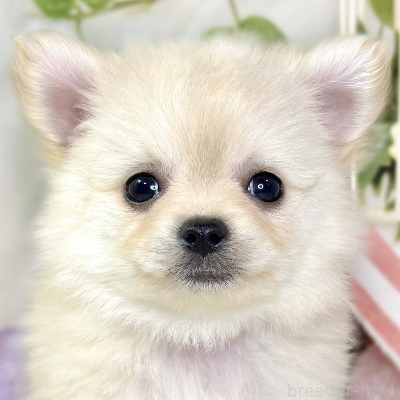 成約済ののポメチワ:ポメラニアン×チワワ-433788