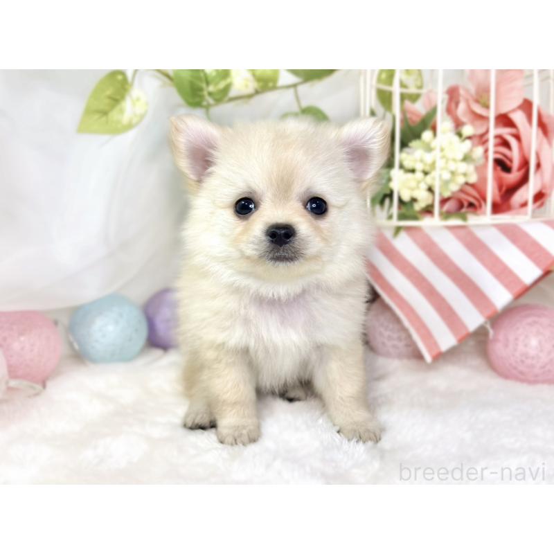 成約済の滋賀県のポメチワ:ポメラニアン×チワワ-433788の4枚目