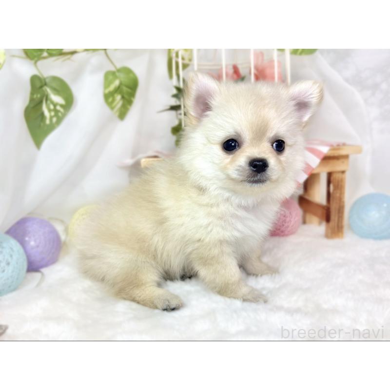 成約済の滋賀県のポメチワ:ポメラニアン×チワワ-433788の2枚目