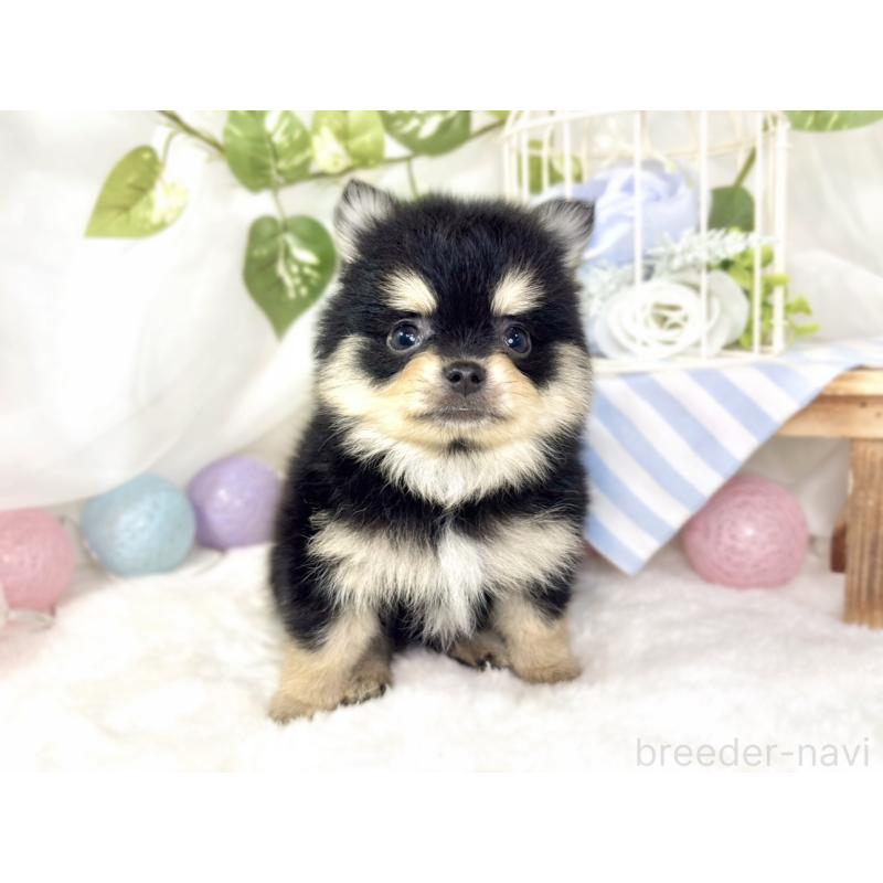 成約済の滋賀県のポメチワ:ポメラニアン×チワワ-433789の4枚目