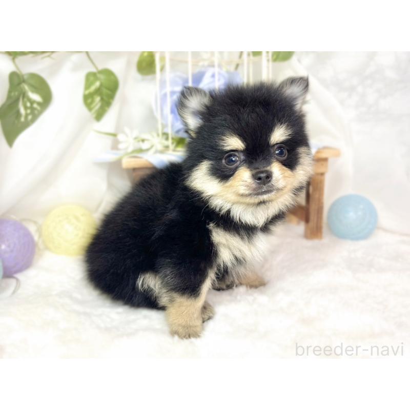 成約済の滋賀県のポメチワ:ポメラニアン×チワワ-433789の3枚目