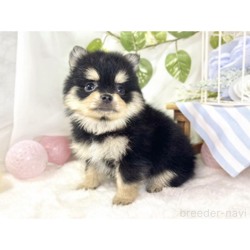 成約済の滋賀県のポメチワ:ポメラニアン×チワワ-433789の2枚目