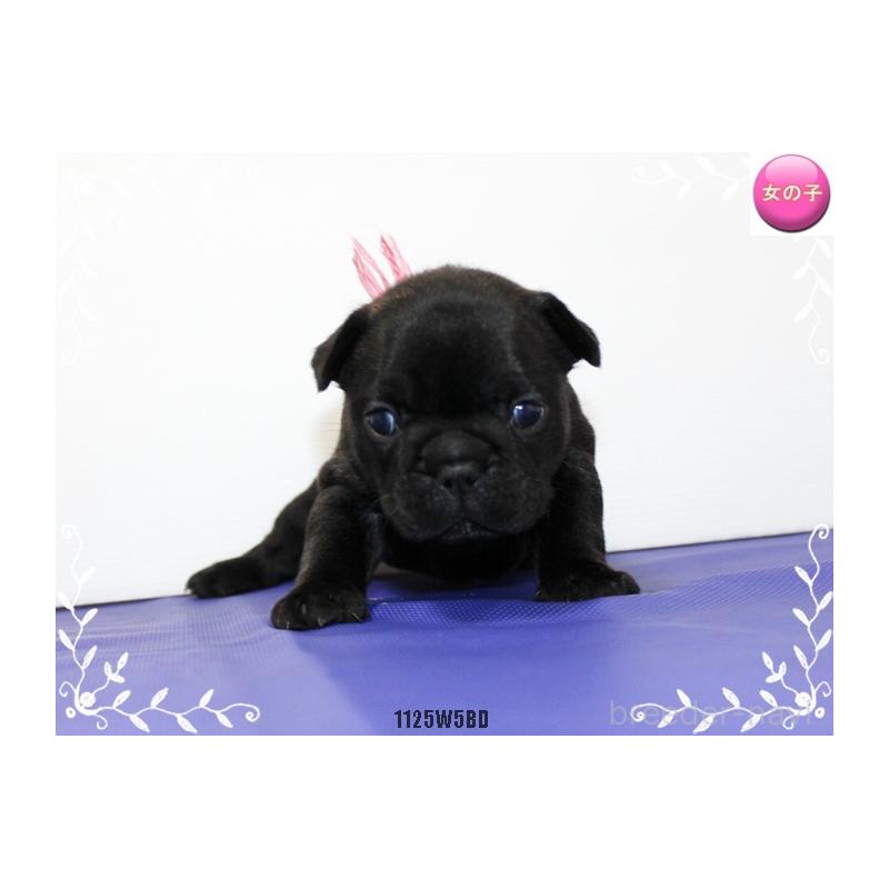 成約済の神奈川県のフレンチブルドッグ-435002の6枚目