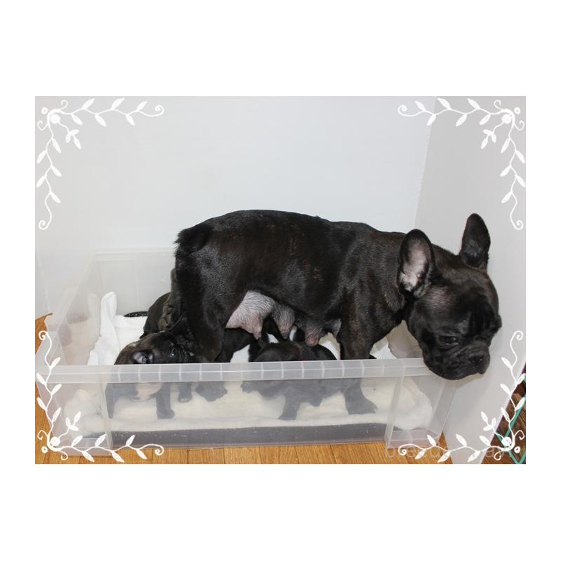 成約済の神奈川県のフレンチブルドッグ-435002の5枚目