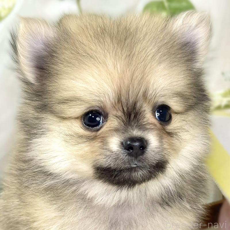 販売中の滋賀県のポメチワ:ポメラニアン×チワワ-433791