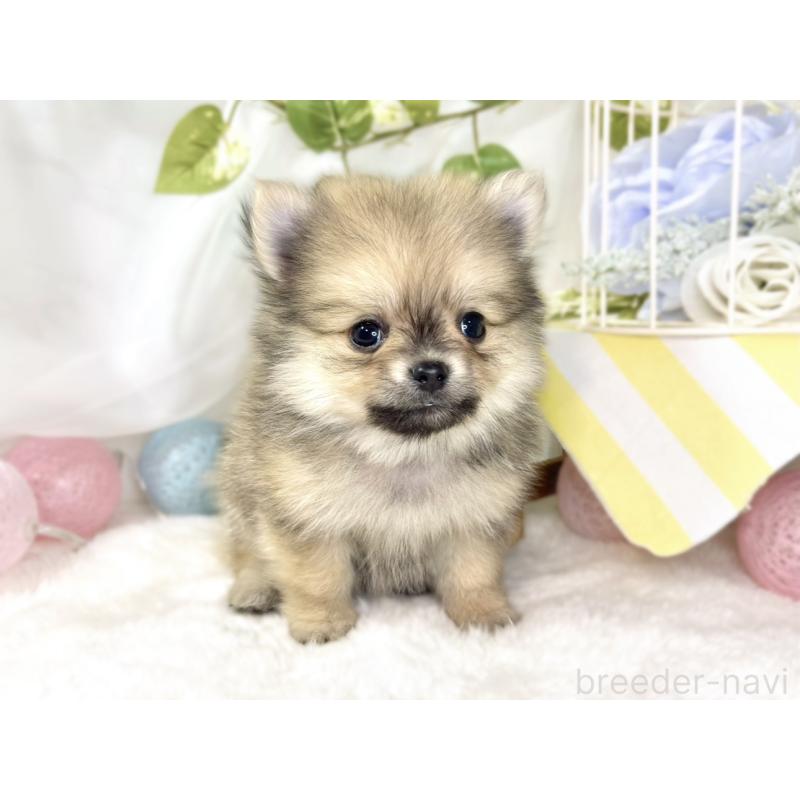 成約済の滋賀県のポメチワ:ポメラニアン×チワワ-433791の4枚目