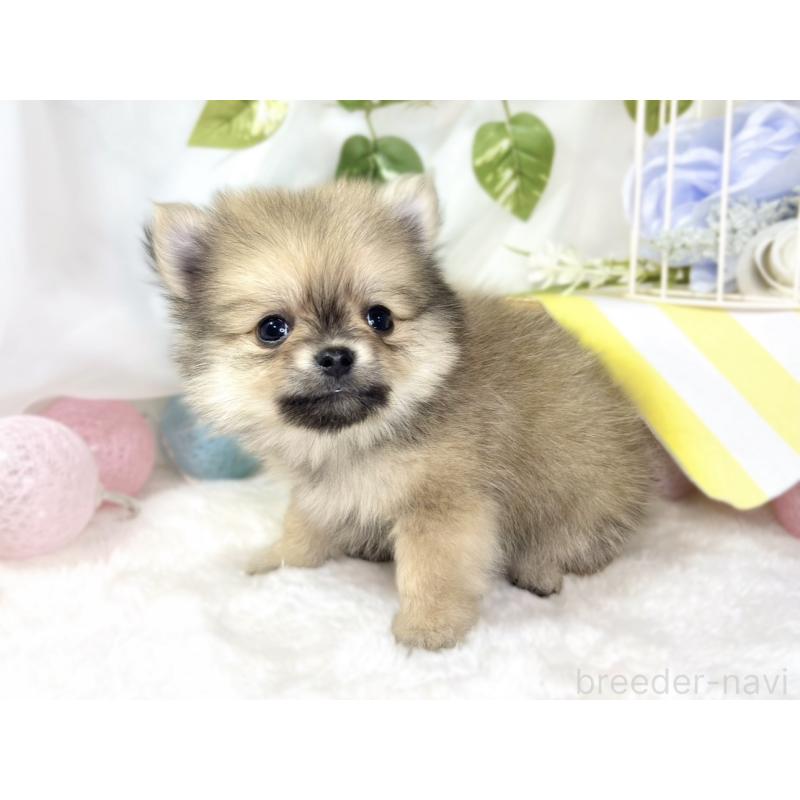 成約済の滋賀県のポメチワ:ポメラニアン×チワワ-433791の2枚目